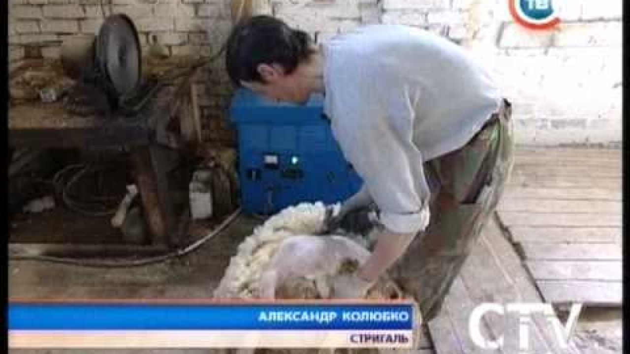 Овцеводство в Беларуси