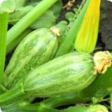 Огурцы и кабачки