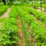 Органическое растениеводство