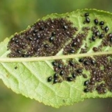 Вредители и инсектициды