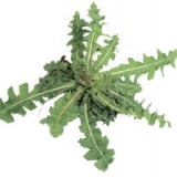 Сорняки и гербициды