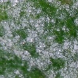 Грибок и фунгициды