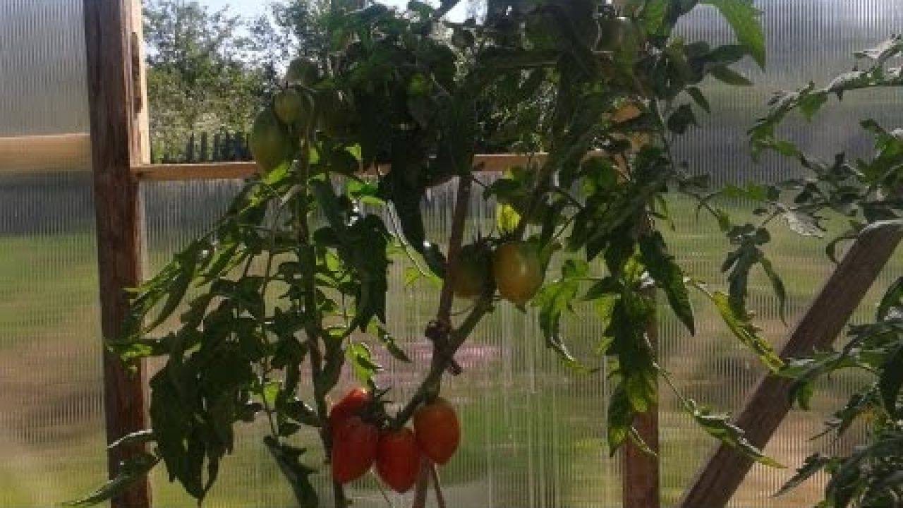Как вырастить ранние томаты.  Помидоры в бочках