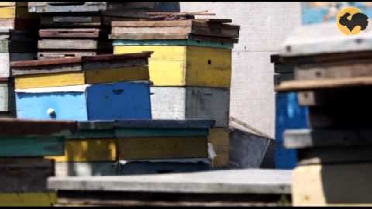 Как формируется пчелиная семья