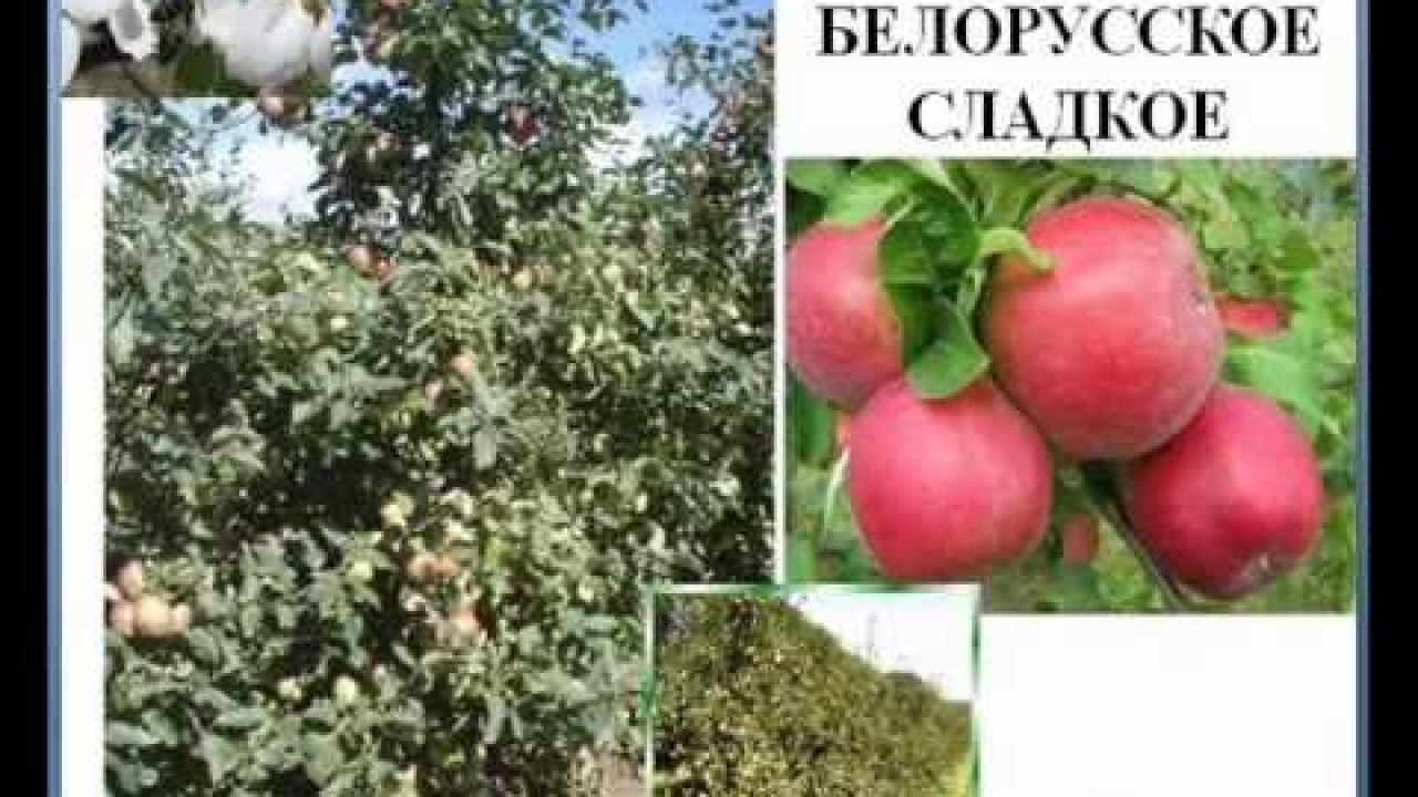 Технология яблоневого сада от А до Я