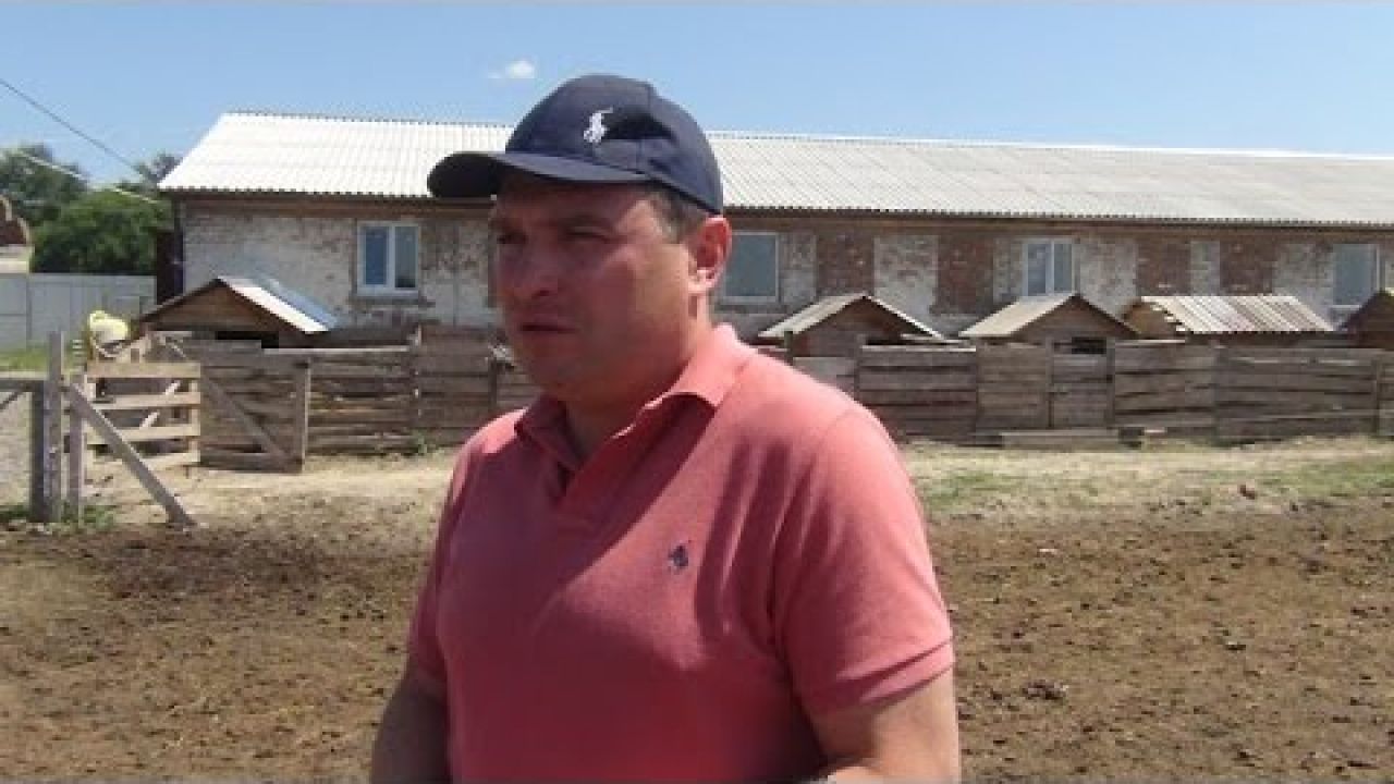 Опыт фермера  по разведению свиней породы Венгерская мангалица
