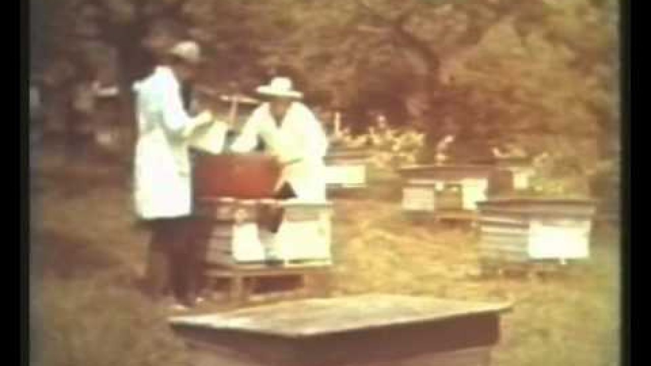 Селекция пчел в СССР