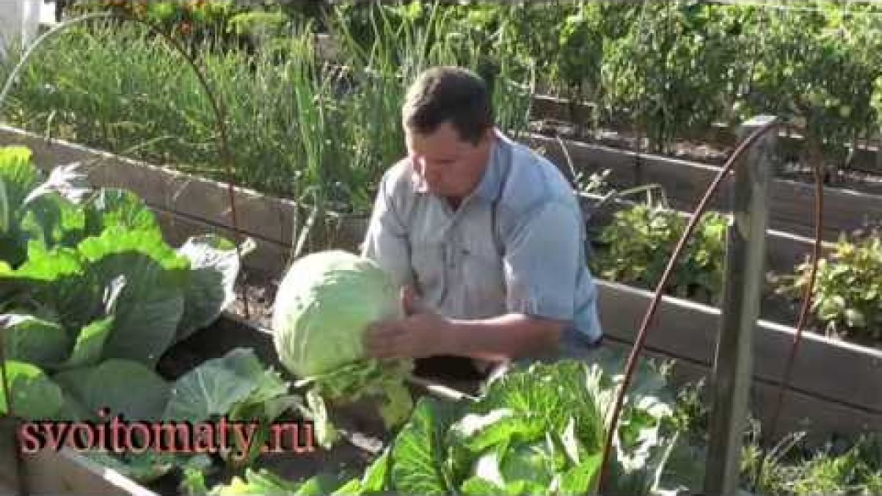 Выращивание ранней капусты