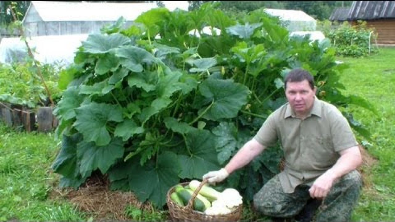 Выращивание кабачков, цуккини и патиссонов на компосте