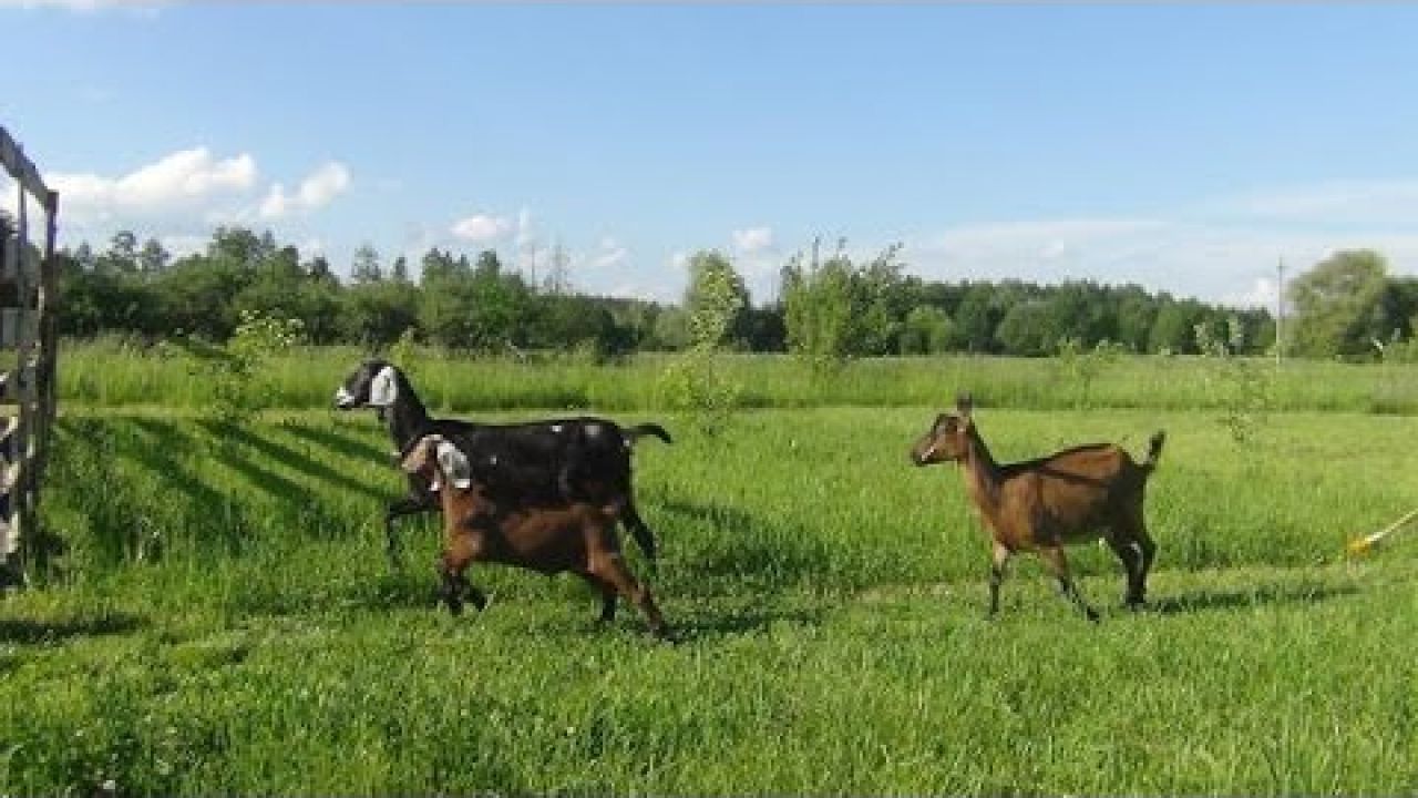 Разведение и содержание Англо-нубийской породы коз. 