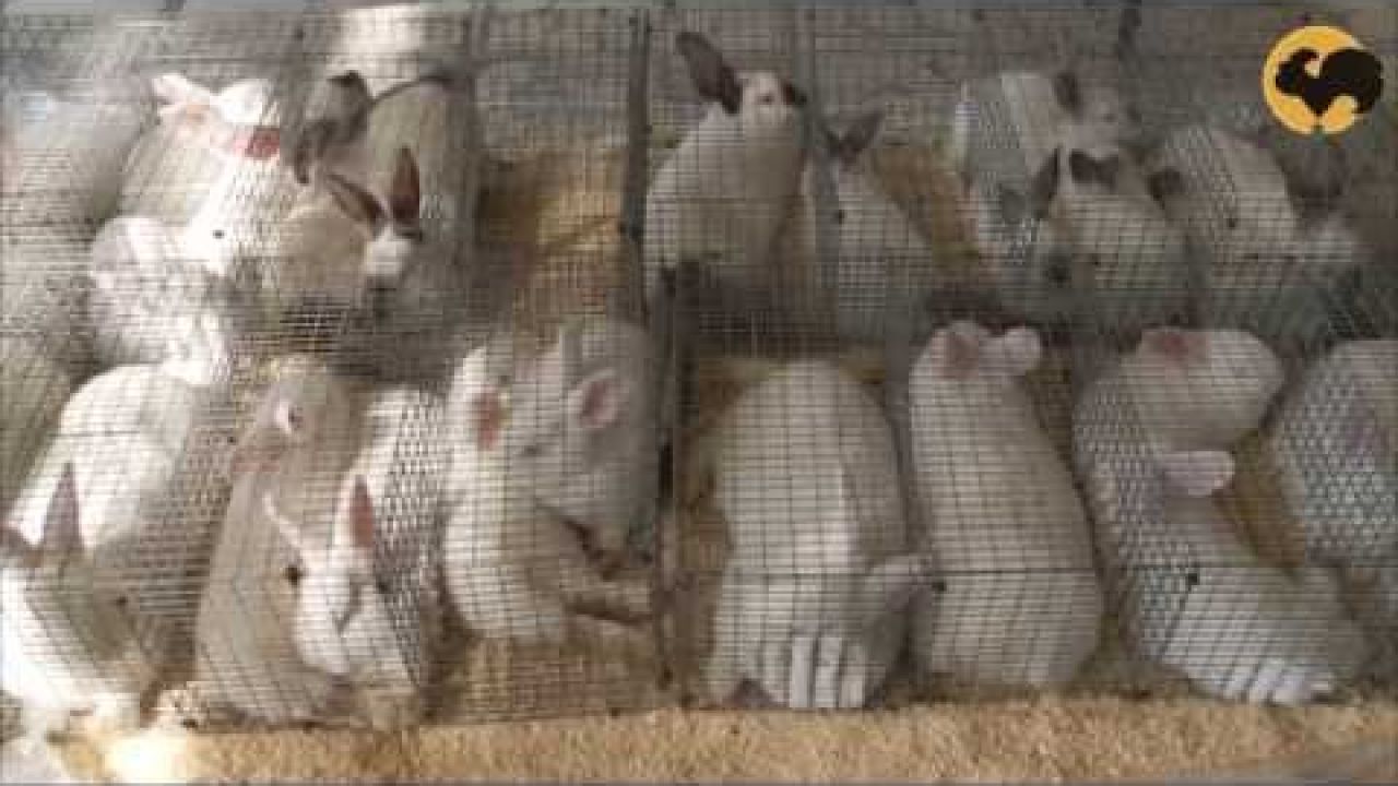 Породы кроликов: новозеландский, калифорнийский, бельгийский.