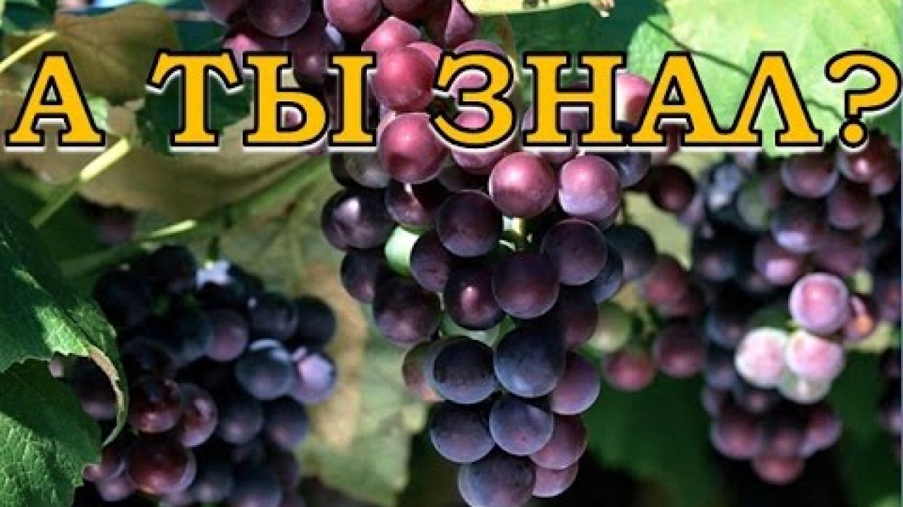 Как правильно формировать виноград?