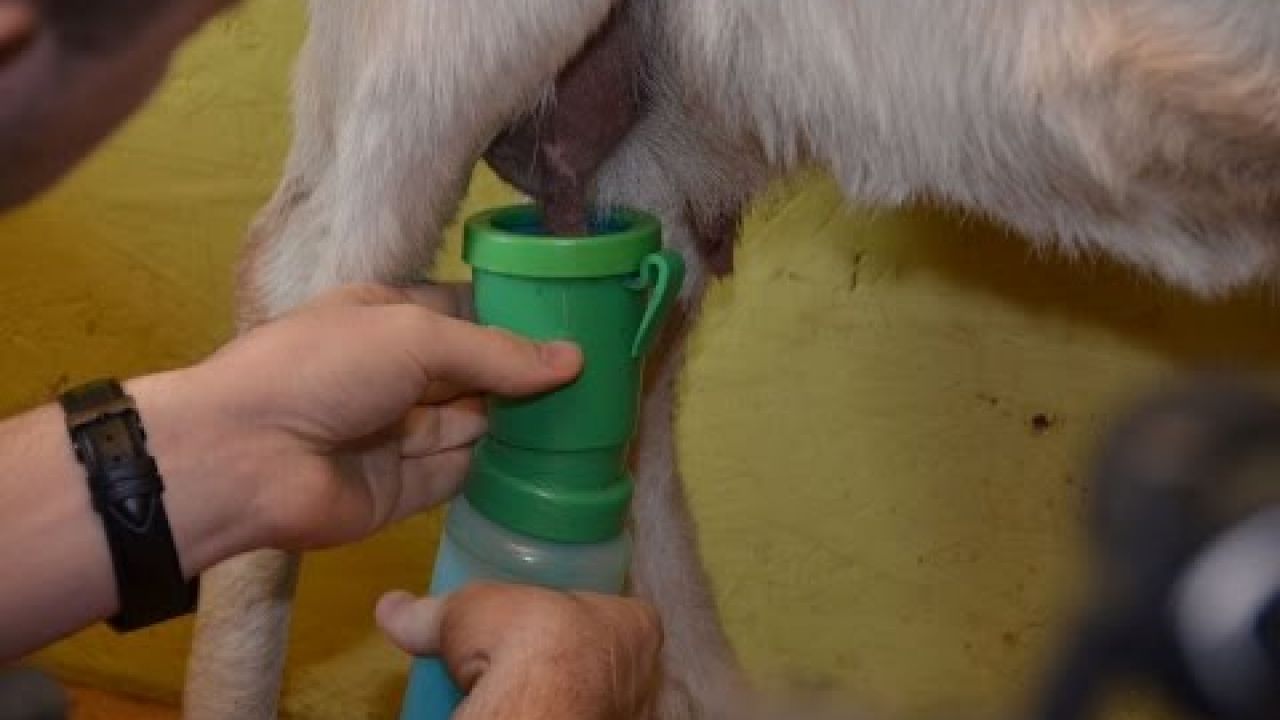 Подготовка козы к доению и доение козы. 