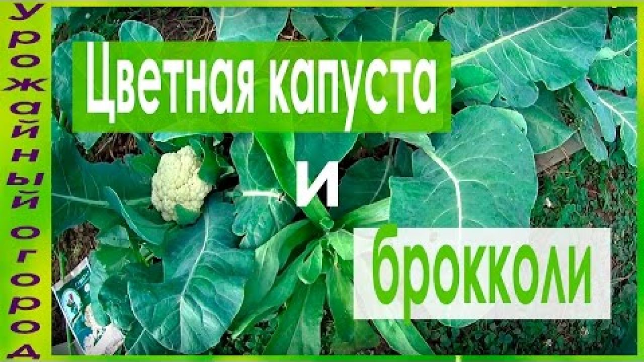 Секрет хорощего урожая цветной капусты