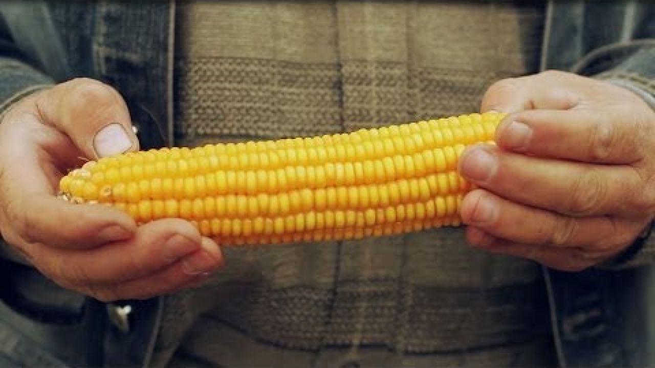 Как получить высокий урожай кукурузы?