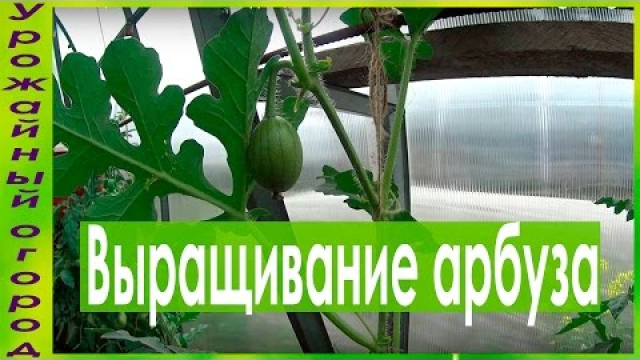 Уход и формировка при выращивании арбузов