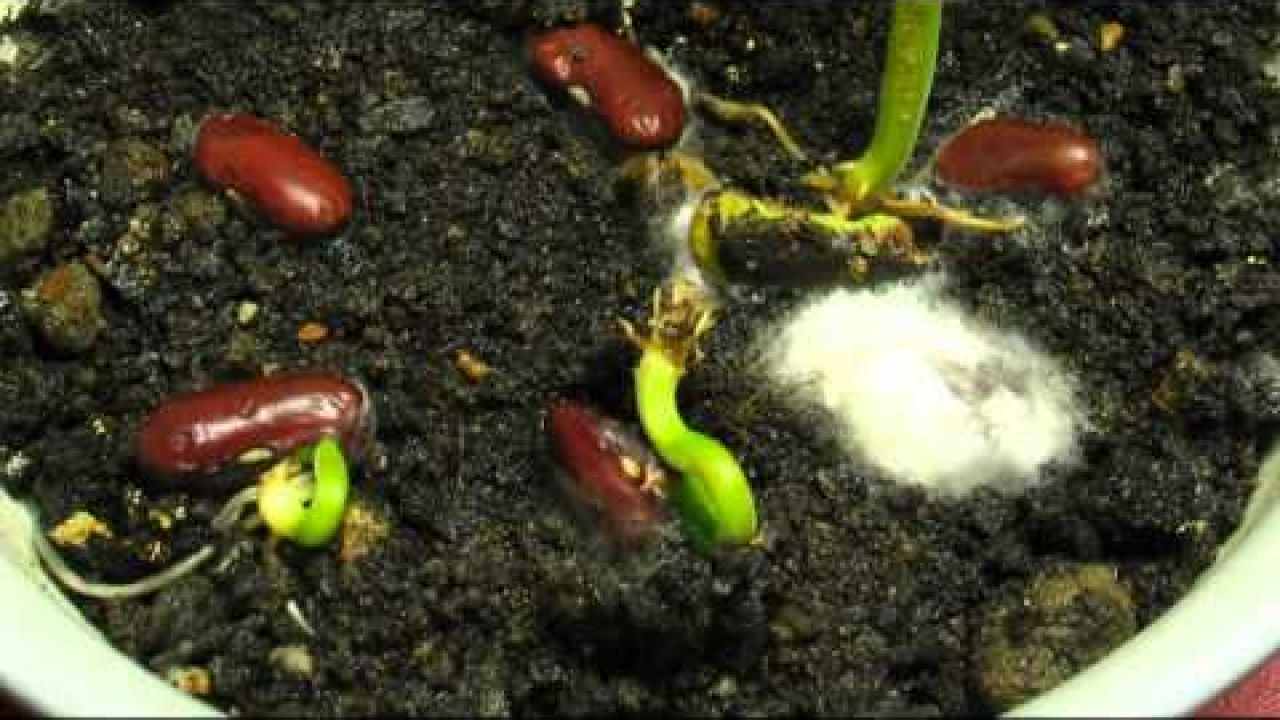 Семена какого растения быстро прорастают