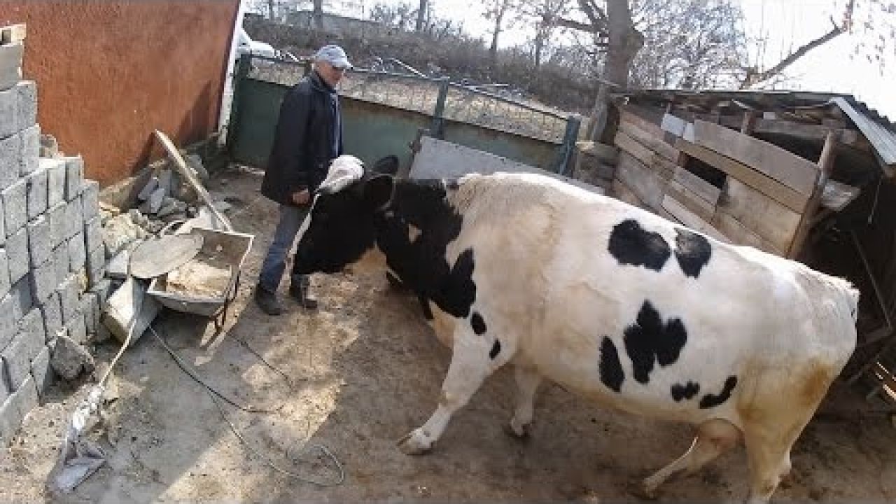 Лечение коровы с гипотонией преджелудков (село).