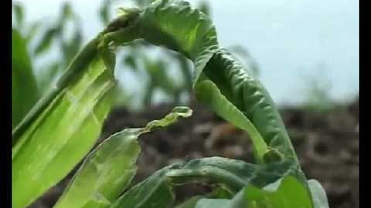 Вредитель кукурузы (корневой червь)